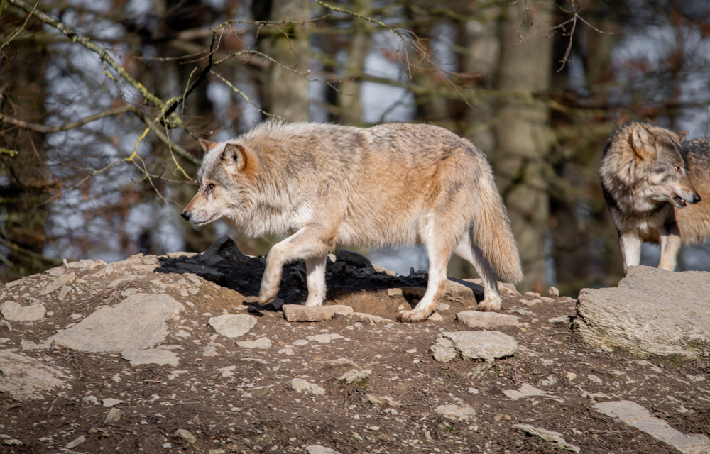 Wildpark Bad Mergentheim