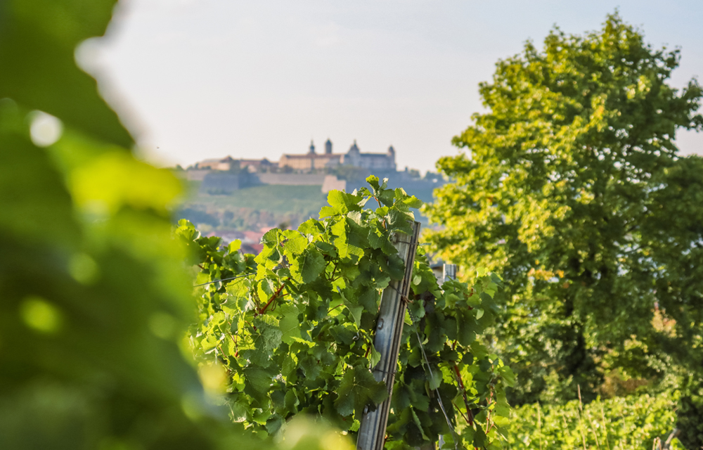 Weinfeste mit Aussicht