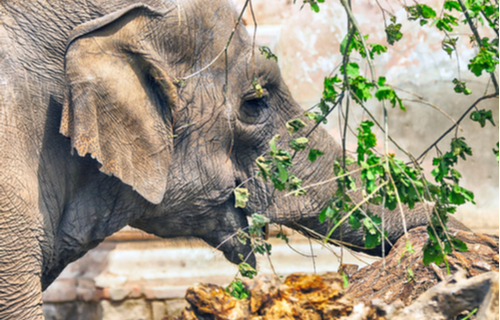 Elefant im Zoo