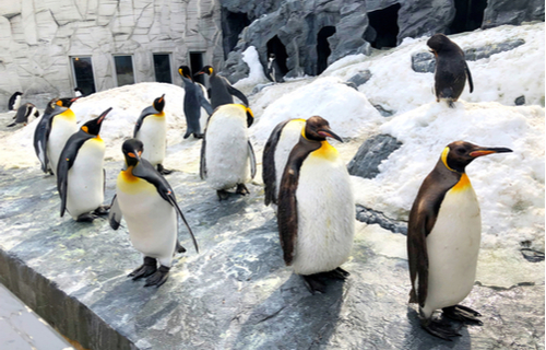 Pinguine im Zoo