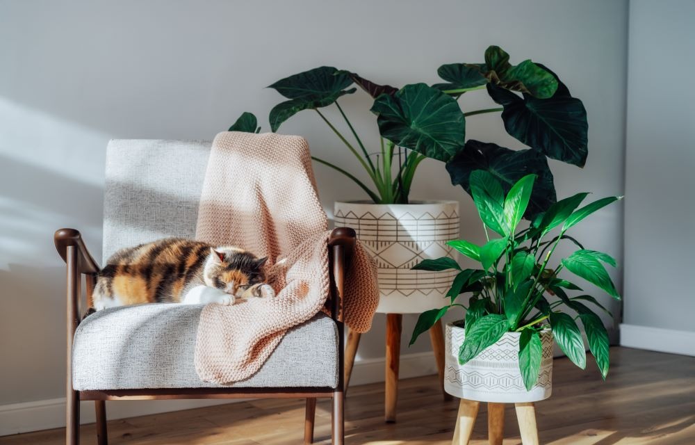 Vertraute Dinge einpacken 