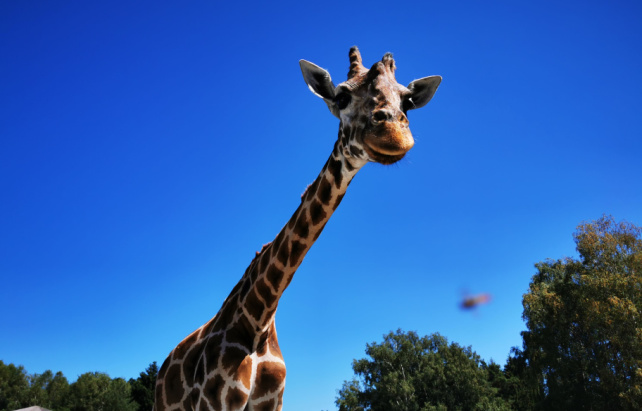 Serengeti Park Hodenhagen