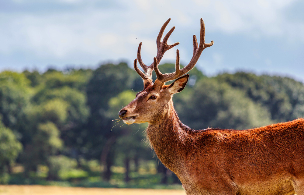 Hotels near Richmond Park 
