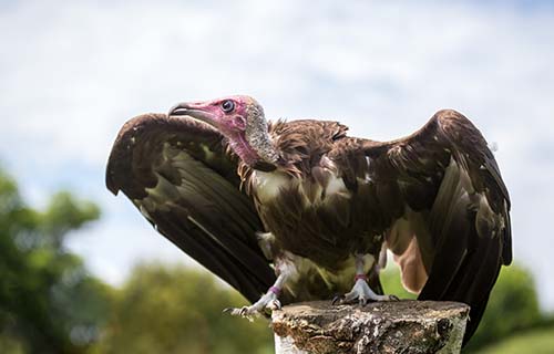Hawk Conservancy Trust