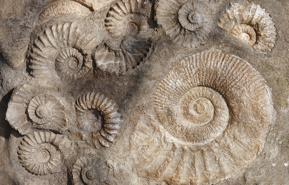 Lapworth Museum of Geology