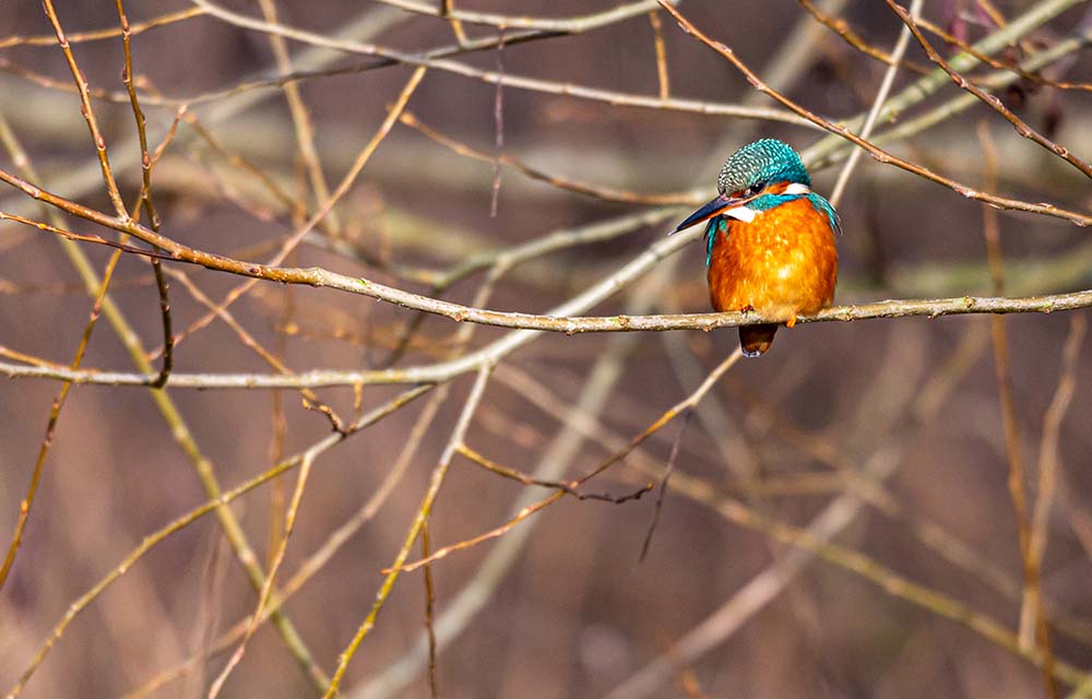 Kingfisher Country Park