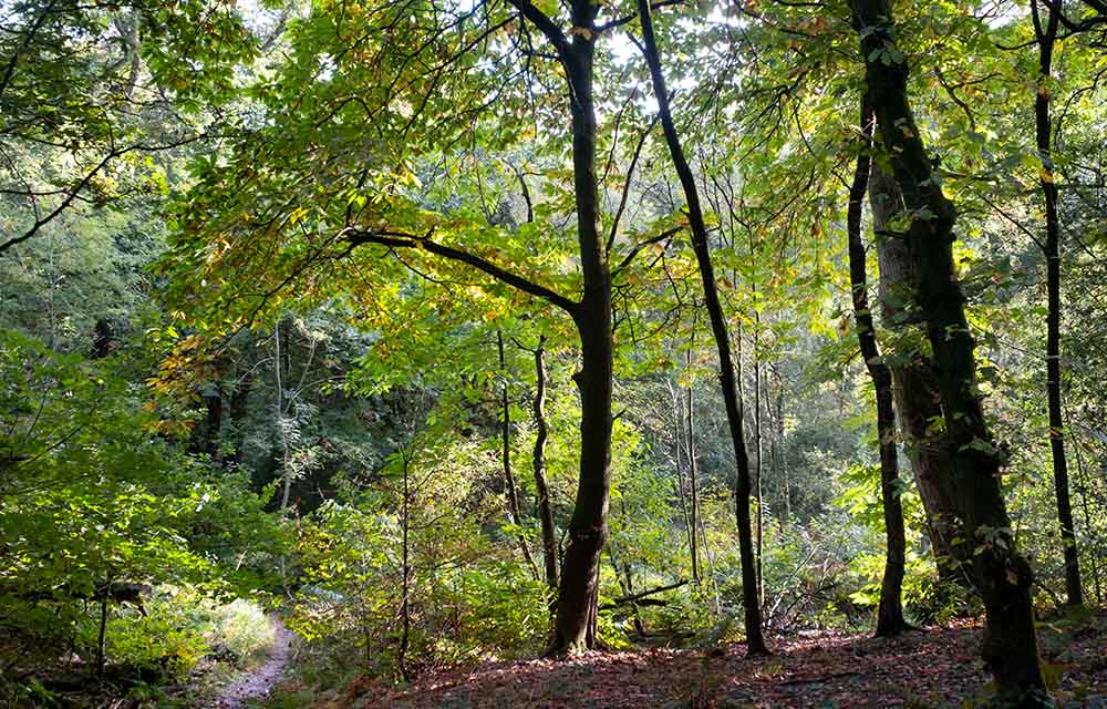 Moseley Bog