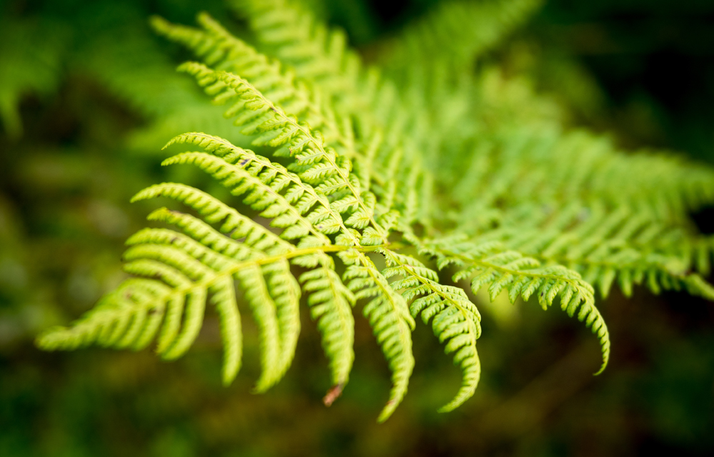 Birmingham Tolkien Trail