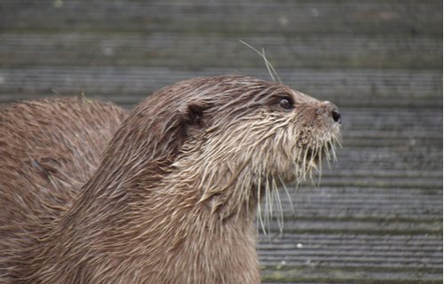 Blackpool zoo