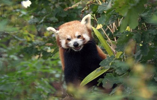 Red panda