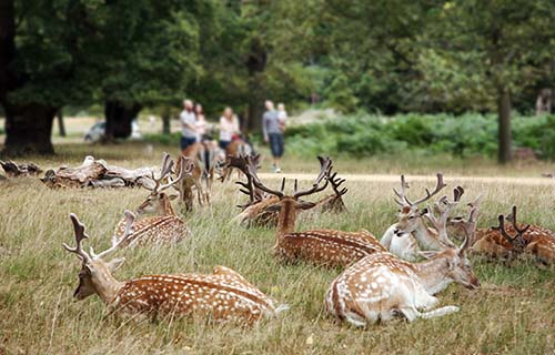 Richmond Park