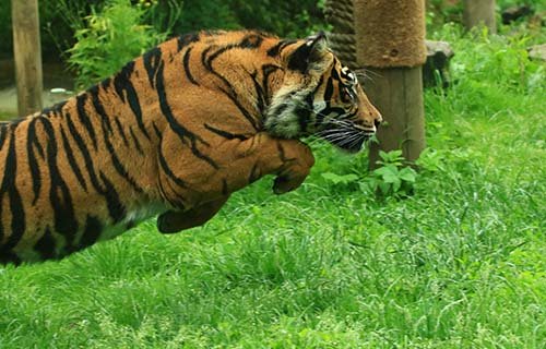 Chessington Zoo