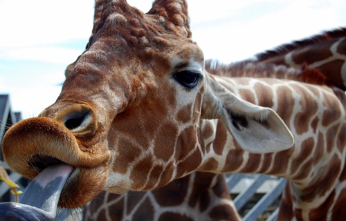 Colchester Zoo