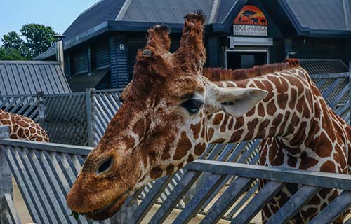 Colchester Zoo