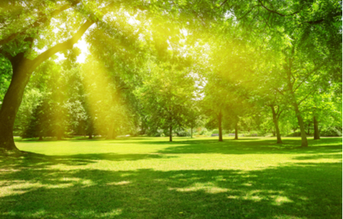 Grüneburgpark