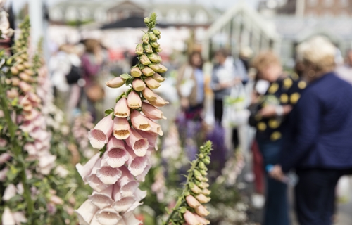 Flower Shows