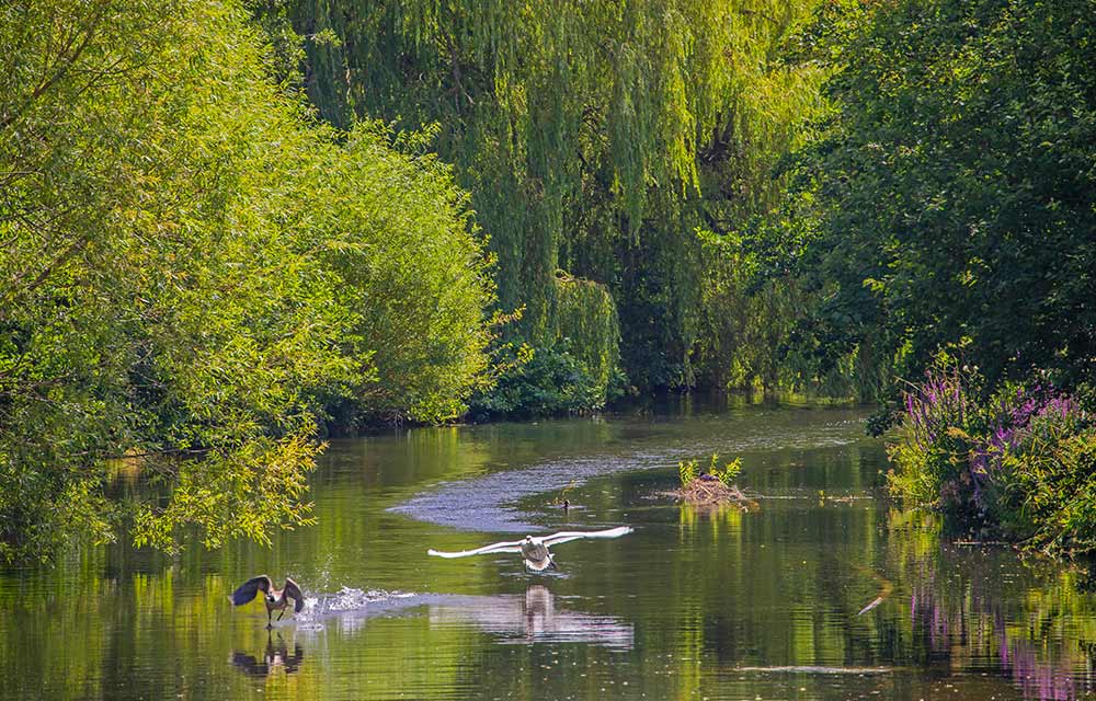 Gunnersbury Triangle in Chiswick