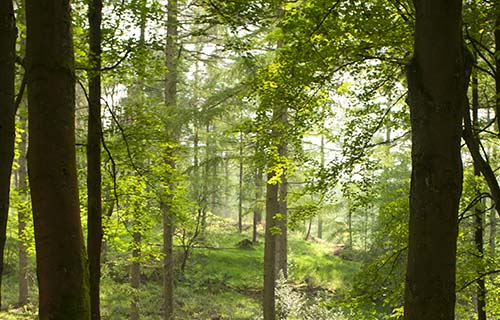 Macclesfield Forest