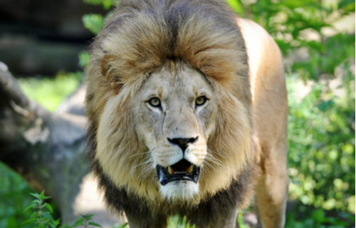 Munich Zoo