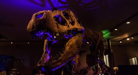 T-Rex at Hancock Museum