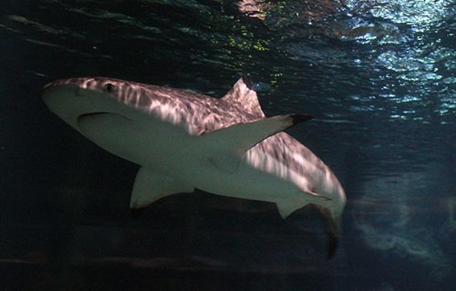 Deep Sea World, Fife