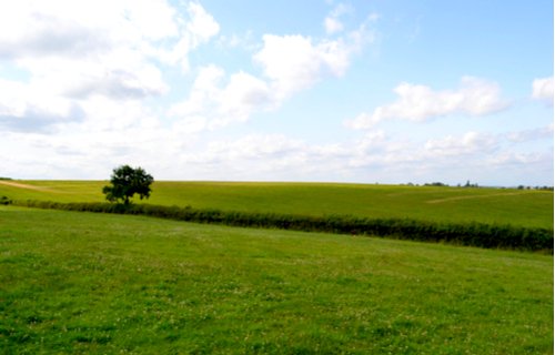Silverstone meadow