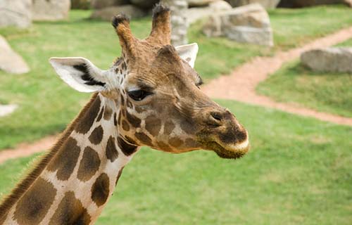 Noah’s Ark Zoo Farm