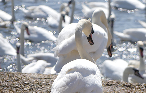 Abbotsbury Swannery