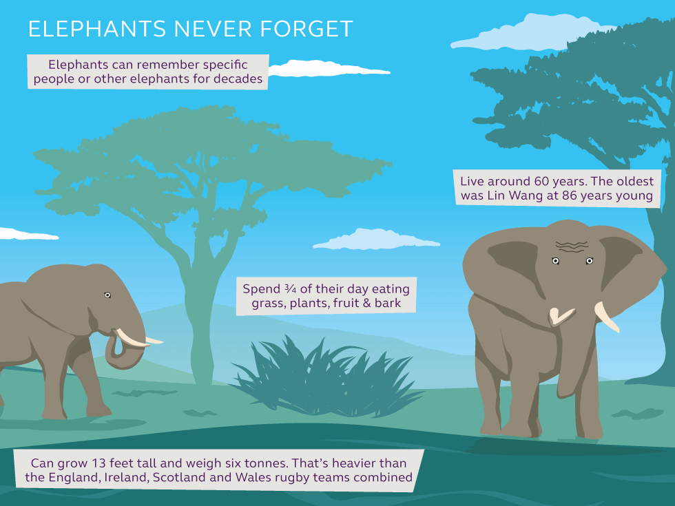 Illustration and information about elephants