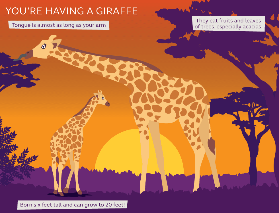 Illustration and information of giraffes