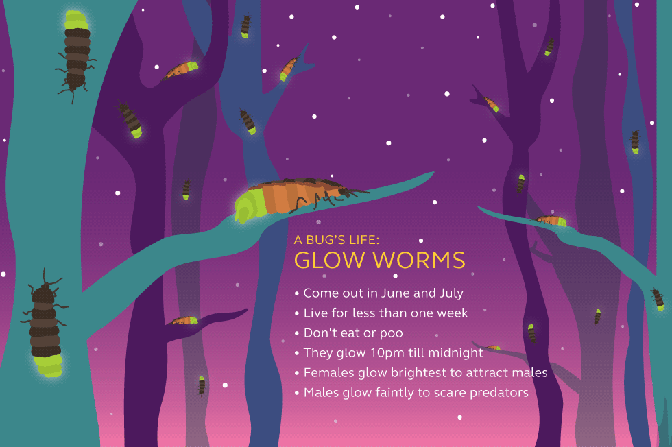 Illustration and information about glow worms