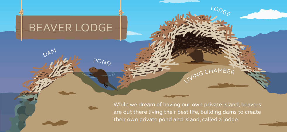 Illustration and information about beaver dams