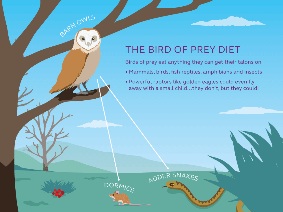Illustration and information about the bird of prey food chain