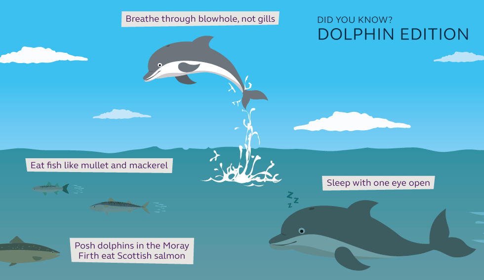 Illustration and information about dolphins