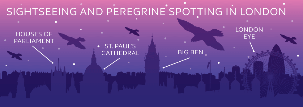 Illustration and information about peregrine spotting