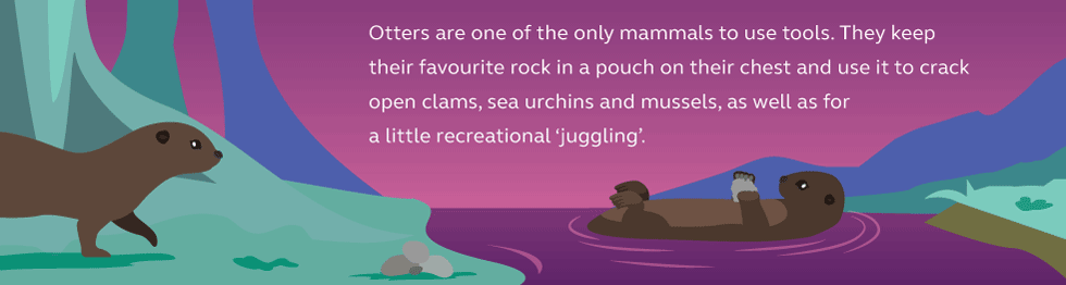 Illustration and information about otters