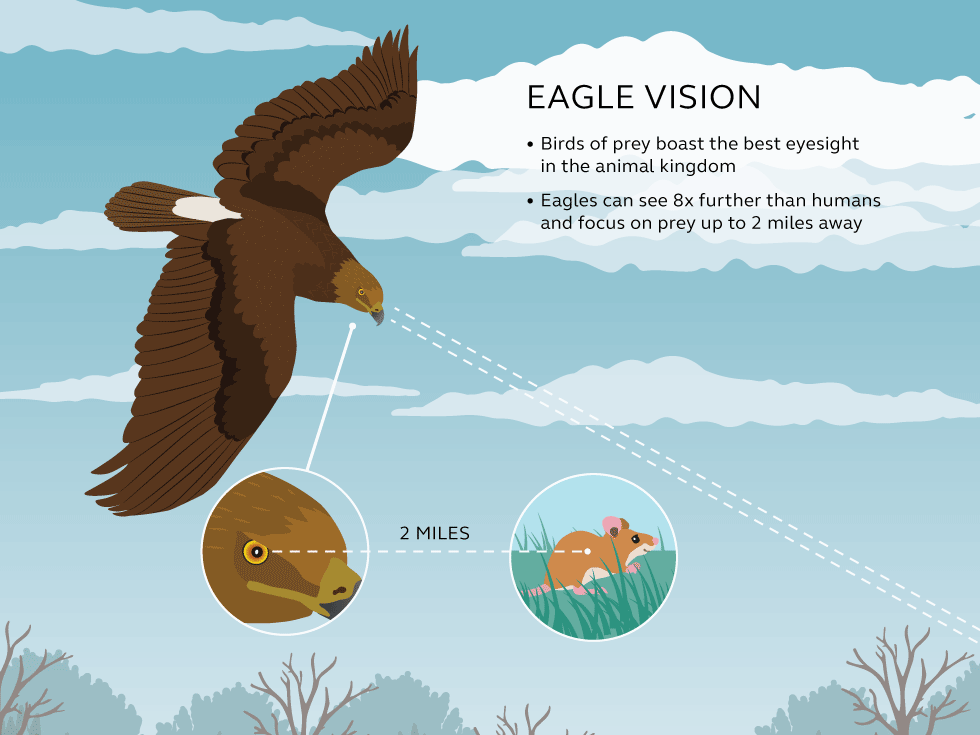 Illustration and information about eagle vision