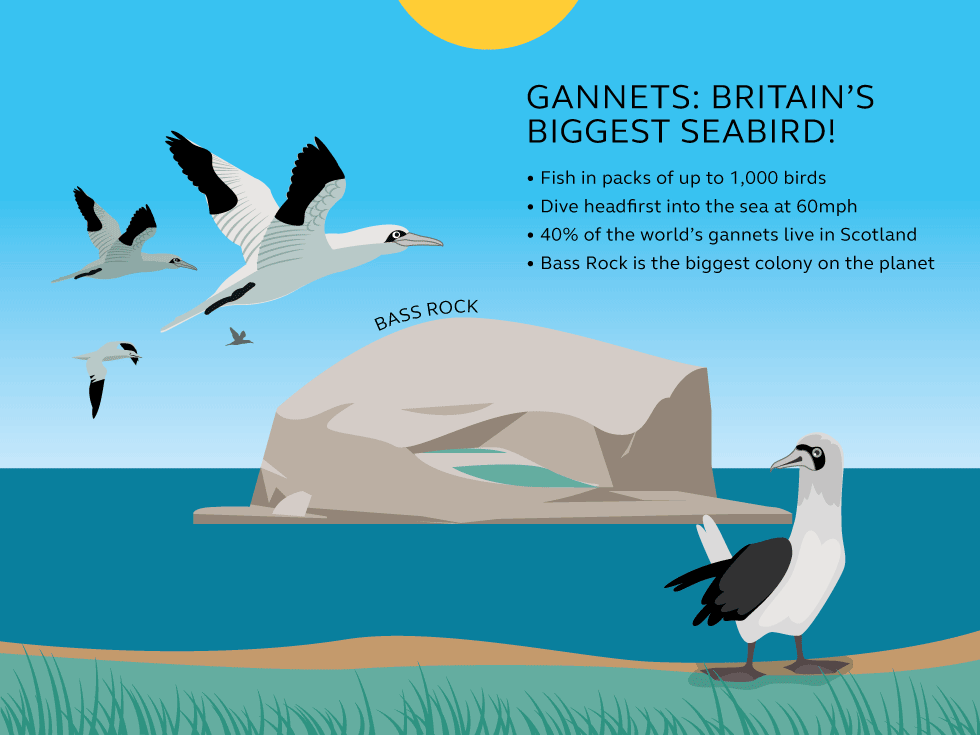Illustration and information about gannets