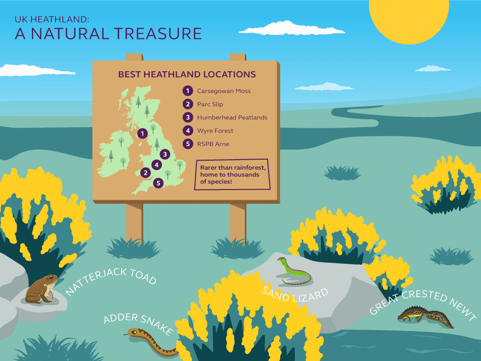 Illustration and information about heathland locations