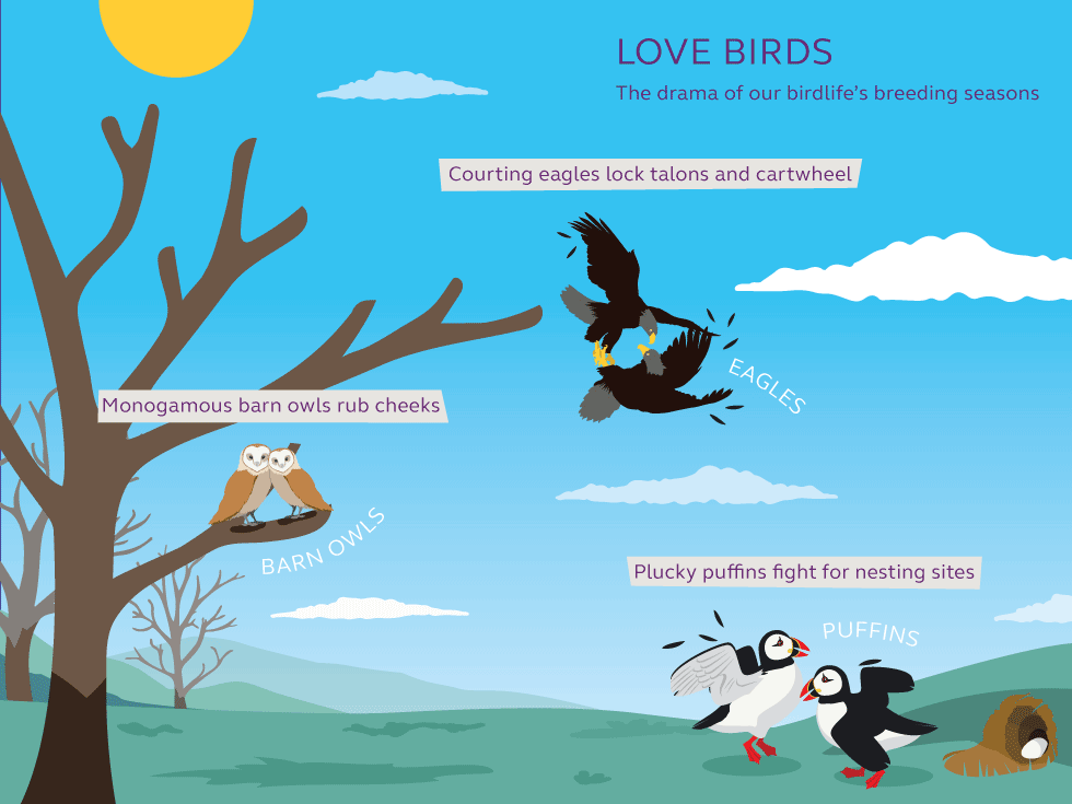 Illustration and information about love birds