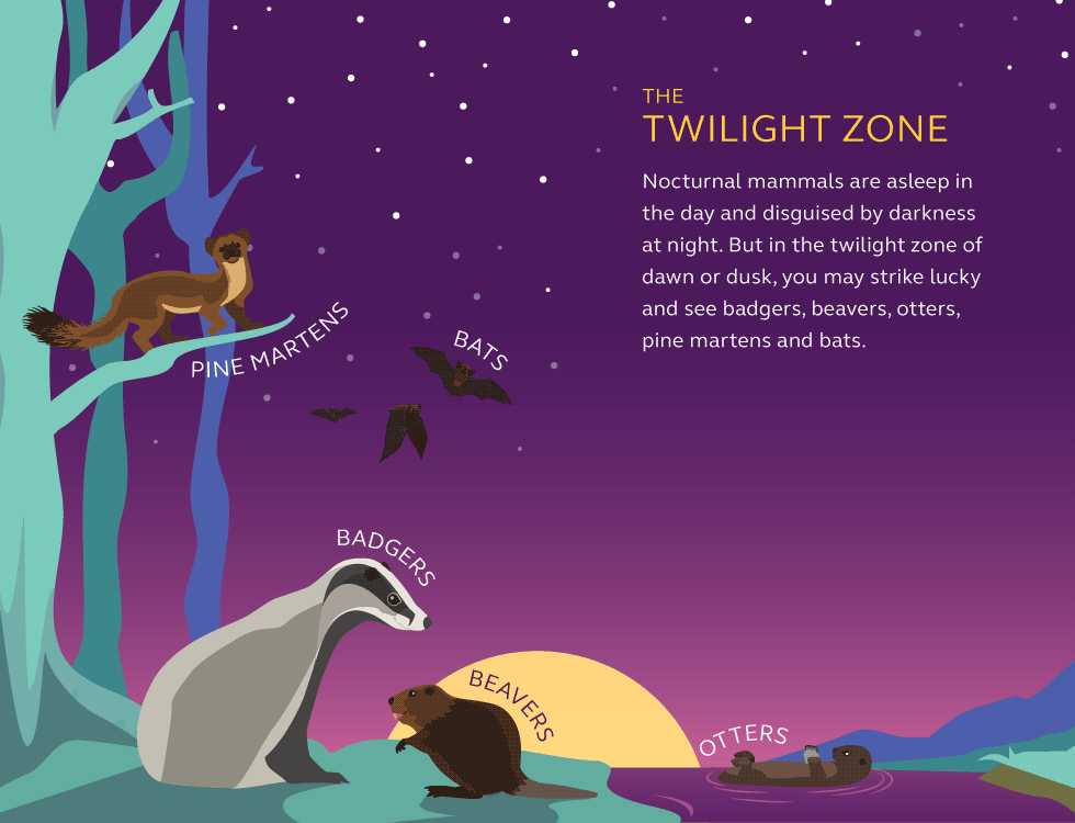 Illustration and information about nocturnal mammals