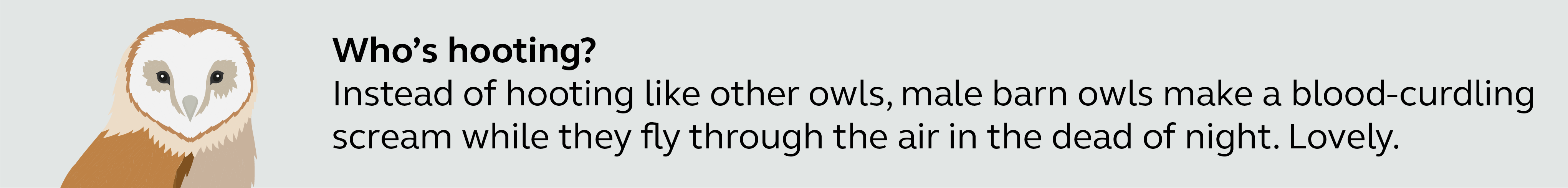 Illustration and information about barn owls