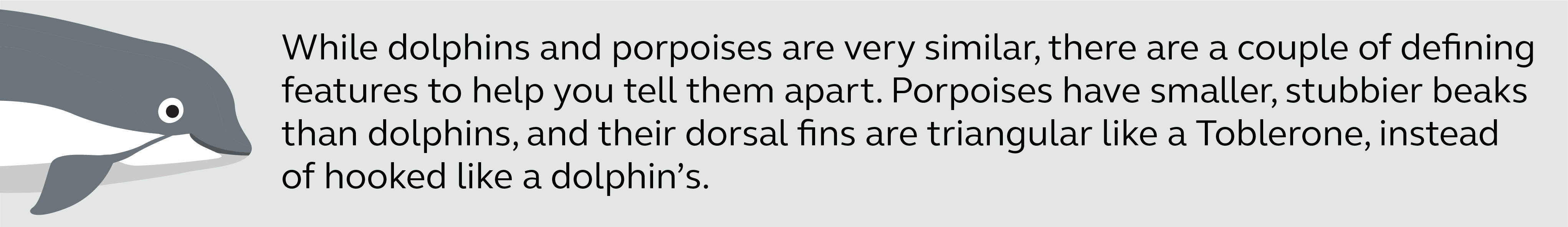 Illustration and information about porpoises