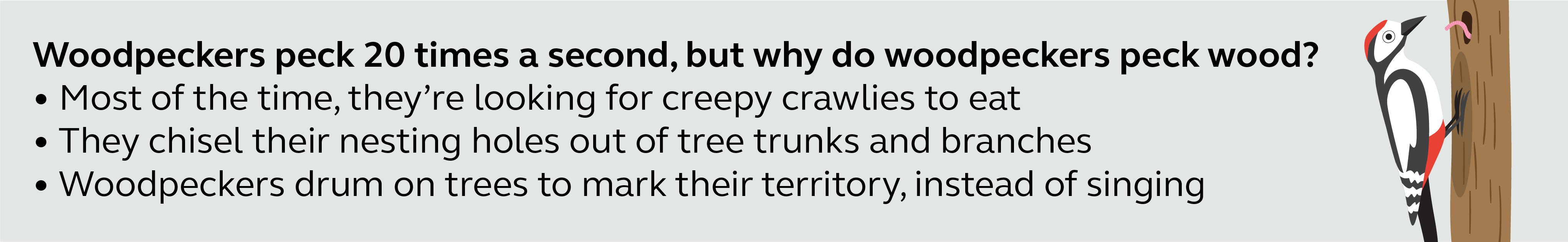 Illustration and information about woodpeckers