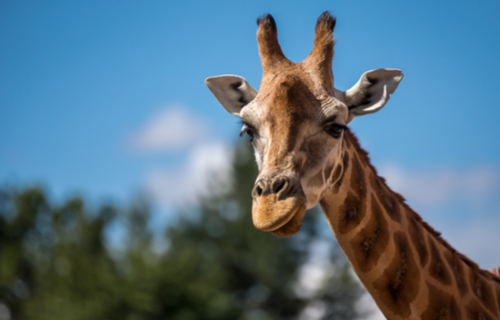 Chester Zoo