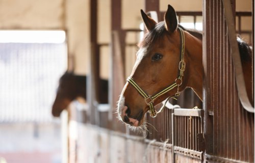Redwings Horse Sanctuary