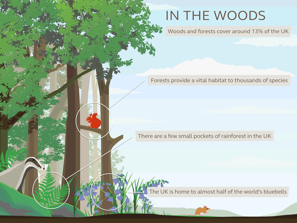 Hiking Guide: Woodland Walks