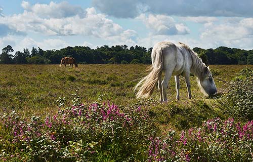 Lyndhurst, New Forest
