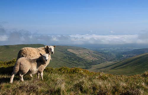 Pen y Fan