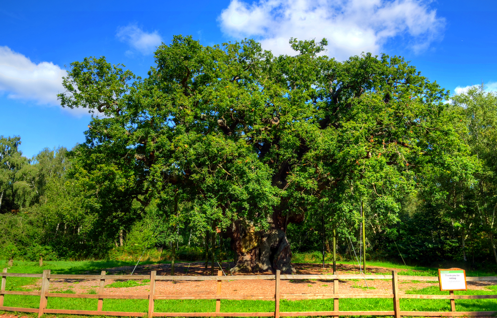 Sherwood Forest